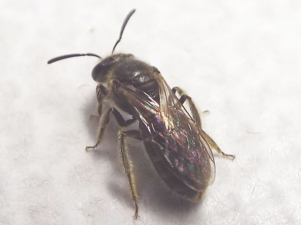 Lasioglossum sp.  (Apidae Halictinae)